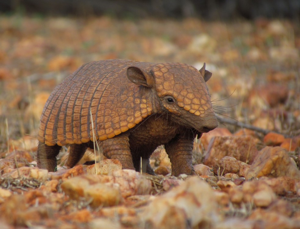 Tatu-peba (Euphractus sexcinctus) também foi registrado pelo jovem — Foto: Breno Farias/VC no TG