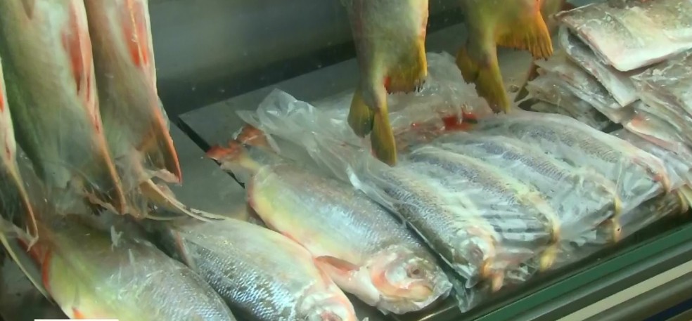 Peixes devem estar frescos para serem vendidos  — Foto: TVCA/Reprodução