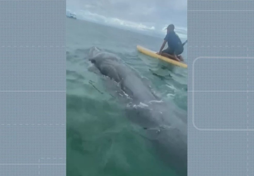 Filhote de baleia  avistado na praia de Itapu, em Salvador — Foto: Reproduo/TV Bahia