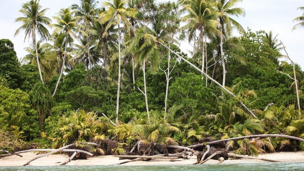 O oceano tem avançado e algumas árvores não têm mais um lugar para fincar as raízes — Foto: Getty Images via BBC