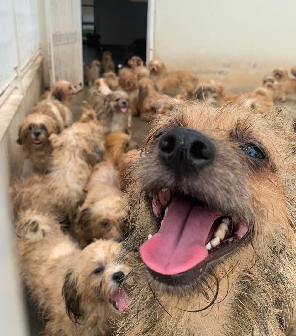 Cães viviam dentro de uma casa em bairro de Rio Preto — Foto: André Modesto/TV TEM