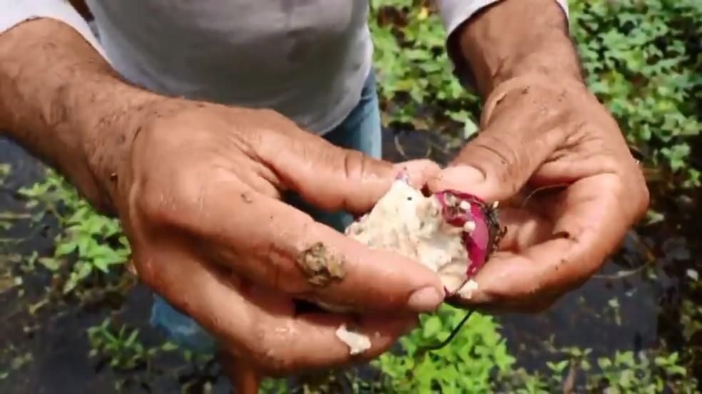 Agricultor mostra batatas estragadas depois que horta foi inundada no litoral do Piauí — Foto: TV Clube