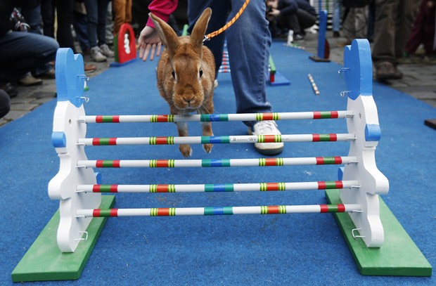 Tartaruga vence coelho em corrida de esqui na China