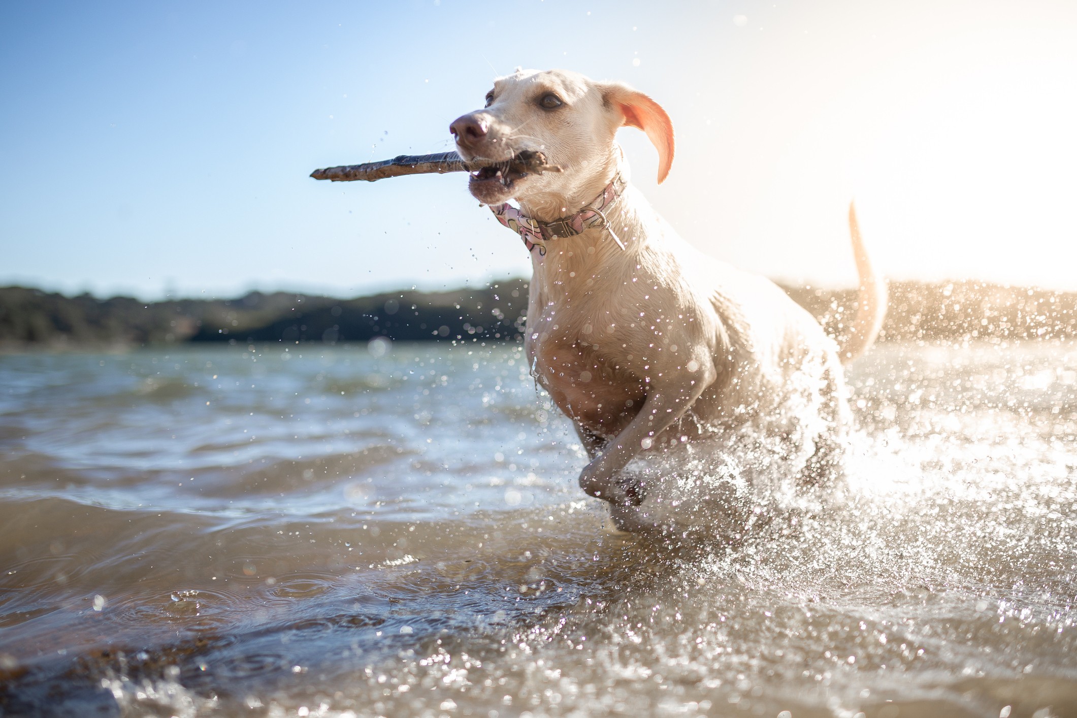Durante o verão, é preciso adicionar alguns cuidados extras para garantir o bem-estar e a segurança dos pets (Foto: Getty Images)