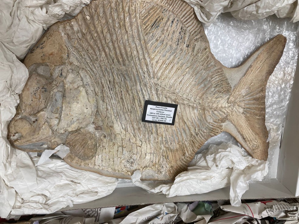 Fóssil de 100 milhões de anos, comercializado ilegalmente em site de leilões da Itália, é repatriado, no Ceará — Foto: MPF/Reprodução