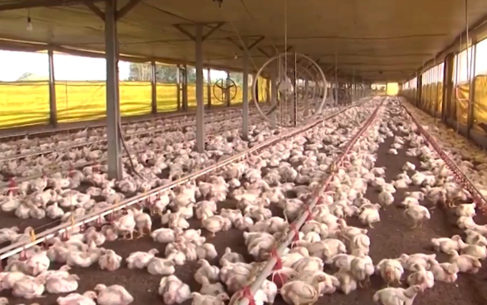 Produção de frangos é destaque na Bahia. — Foto: Reprodução/TV Subaé