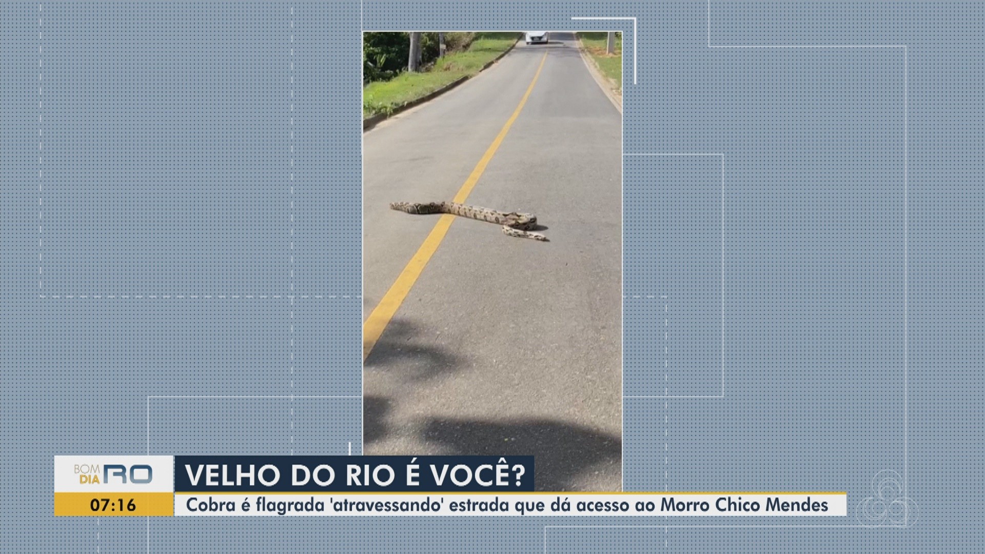 Jiboia é filmada atravessando estrada perto do morro Chico Mendes; assista