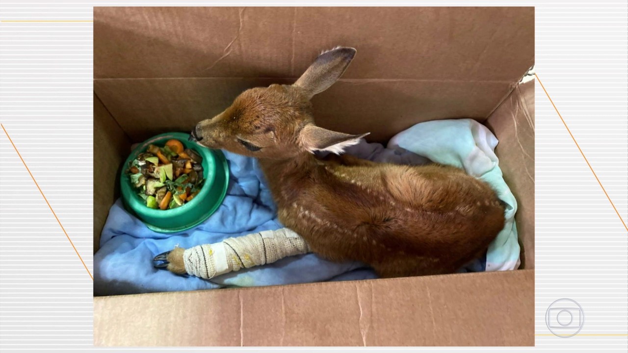 Mato Grosso do Sul recebe recursos para reforar o combate ao fogo