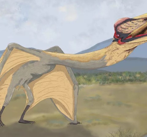 Ossos de dinossauro conhecido como "dragão da morte" são achados na Argentina