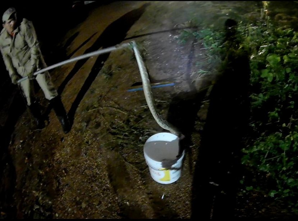 Cobra cascavel assusta feirantes — Foto: Corpo de Bombeiros Militares/MT