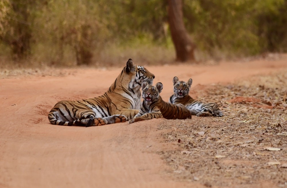 Nascimento de tigres-de-bengala na Ãndia é uma ótima notÃ­cia (Foto: Max Pixel/Creative Commons)