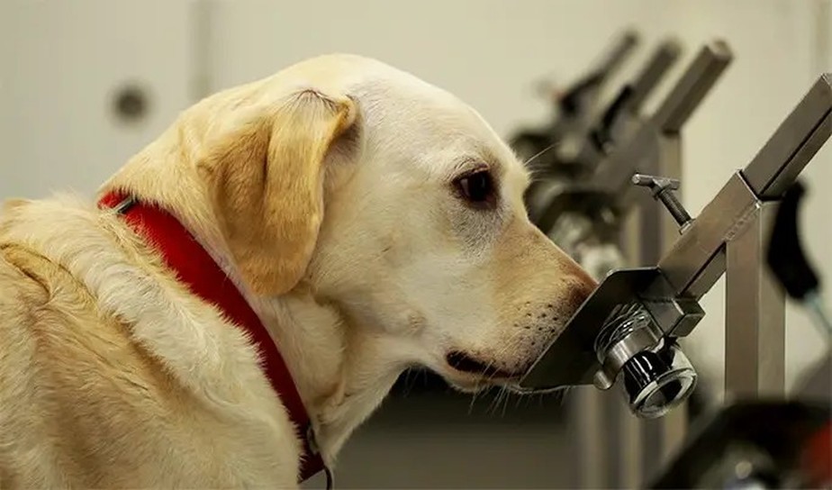 Cães entram para o livro dos recordes por identificarem 28 doenças pelo olfato