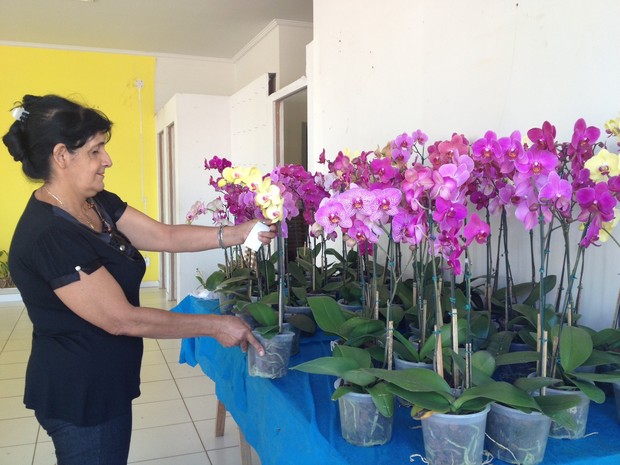 G1 - Exposição conta com cerca de 500 tipos de orquídeas em Cacoal, RO -  notícias em Rondônia
