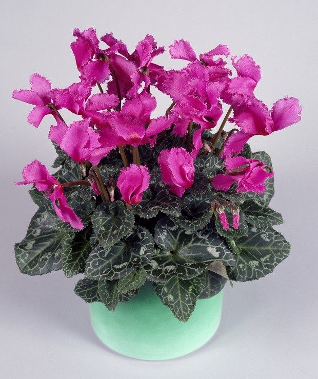 UNSPECIFIED - JANUARY 27: Florist's cyclamen (Cyclamen persicum), Primulaceae. (Photo by DeAgostini/Getty Images) (Foto: De Agostini via Getty Images)