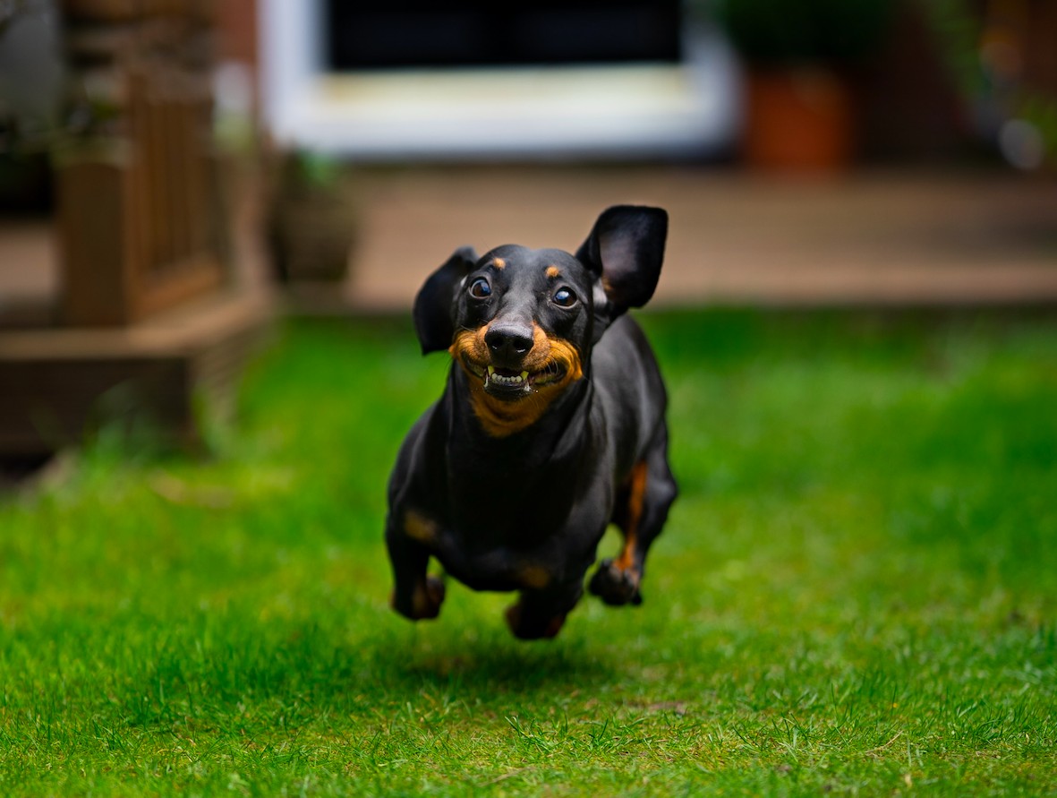 5 consejos para ayudar a su perro a llevar una vida larga y saludable – Galileo Magazine