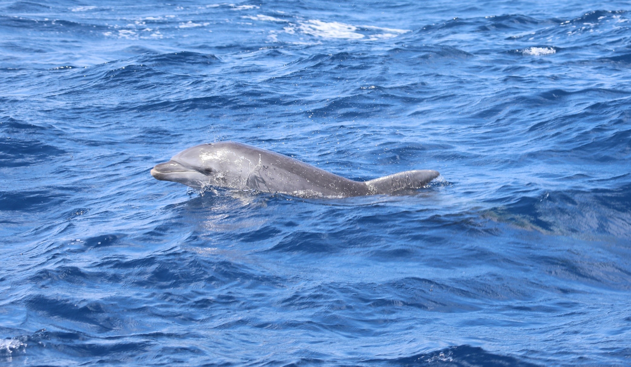 Projeto recebe sugestões de nome para 'batizar' golfinho em Fernando de Noronha thumbnail
