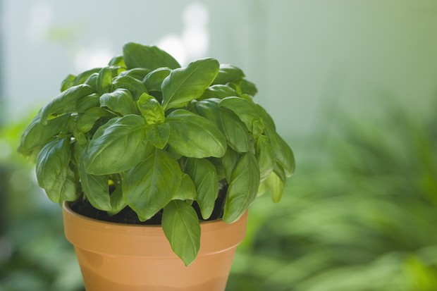 Saiba como escolher a planta ideal para cada cômodo (Foto: Getty Images/Westend61)