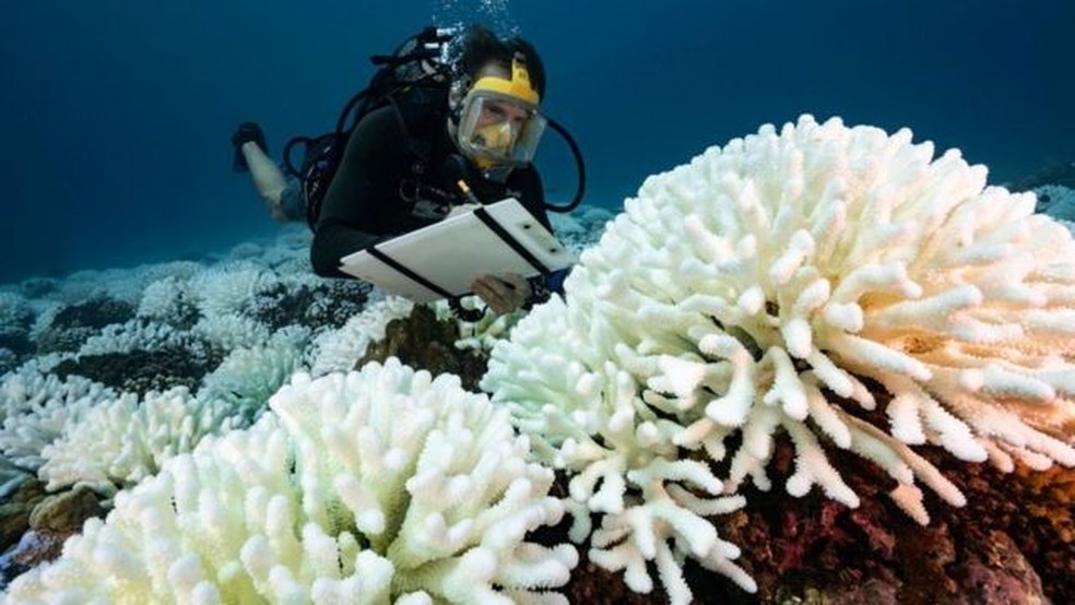 O branqueamento de corais os expõe a doenças e já desencadeou eventos massivos de morte desses organismos em todo o mundo — Foto: Getty Images via BBC