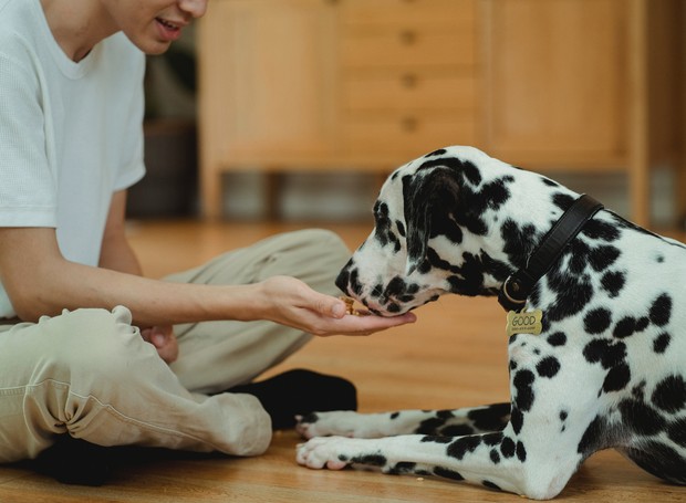 Embora não sejam considerados tóxicos aos cães, o amendoim é um alimento altamente calórico, que pode favorecer o ganho de peso do pet (Foto: Pexels / Bethany Ferr /CreativeCommons)
