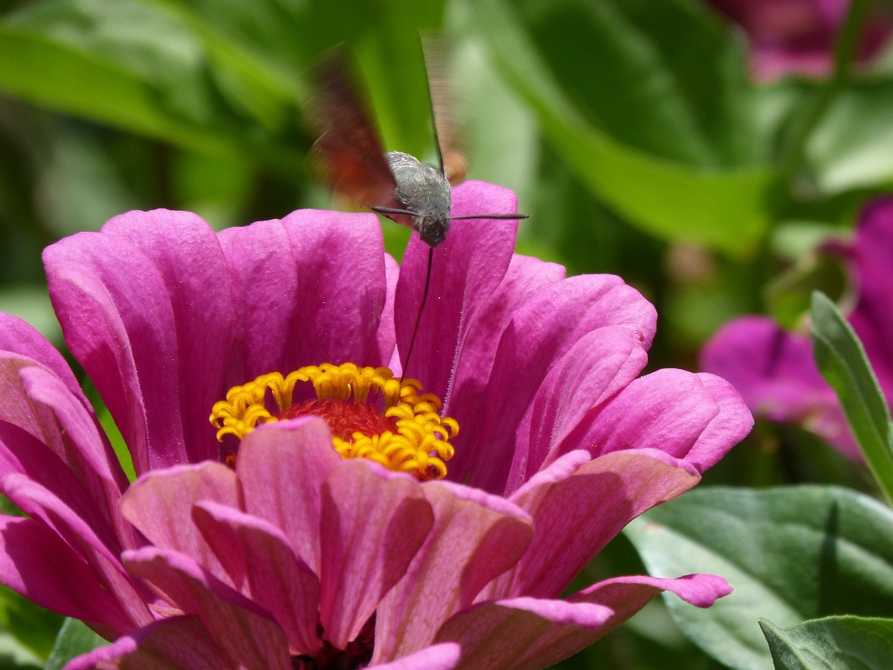 A mariposa desempenha um papel fundamental na polinização de muitas plantas e flores (Foto: Pixabay / Marc Pascual / CreativeCommons)