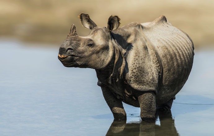 MATE UM ANIMAL EM EXTINÇÃO / CAÇA - Na África do Sul, alguns fazendeiros oferecem aos turistas a oportunidade de caçar rinocerontes, uma espécie ameaçada de extinção porque o chifre custa muito caro no mercado negro, por US$ 150 mil (Foto: Thinkstock)