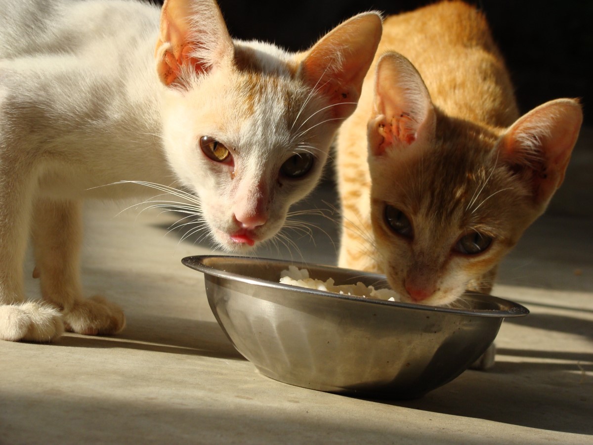 Os gatos são prejudicados quando comem comida de cachorro, devido a falta de nutrientes (Foto: Flickr/ Avinash Gamerboy/ CreativeCommons)