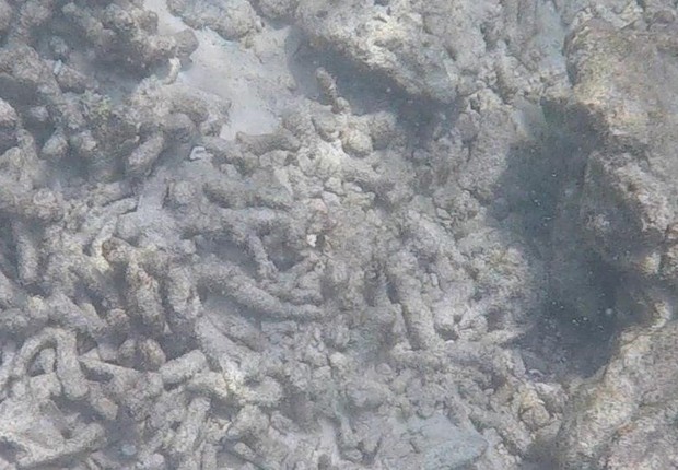 Recifes de coral mortos - muitos barcos acabavam ancorando neles (Foto: BBC)