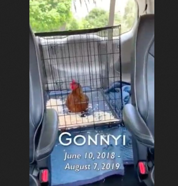 A homenagem da atriz Jennifer Garner à galinha Goonyi (Foto: Instagram)