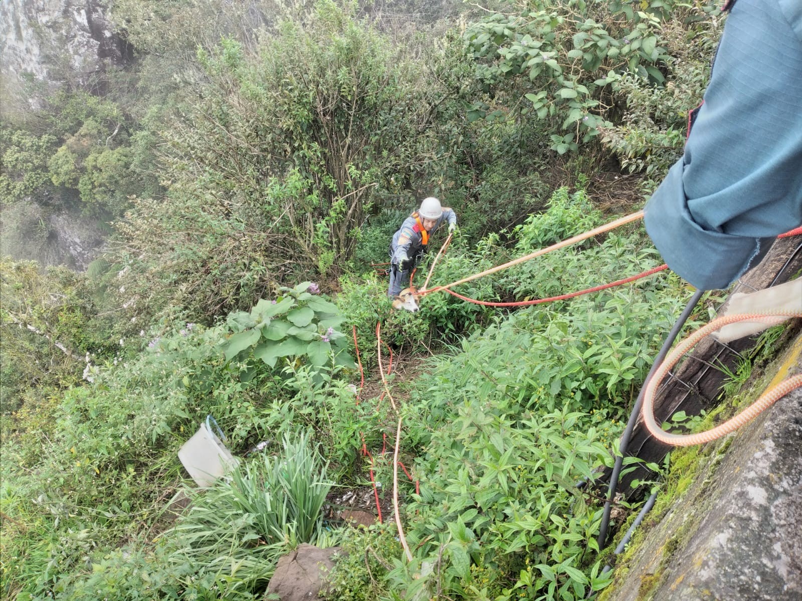 Cachorro cai de penhasco de 10 metros e é resgatado pelos bombeiros na Serra de SC