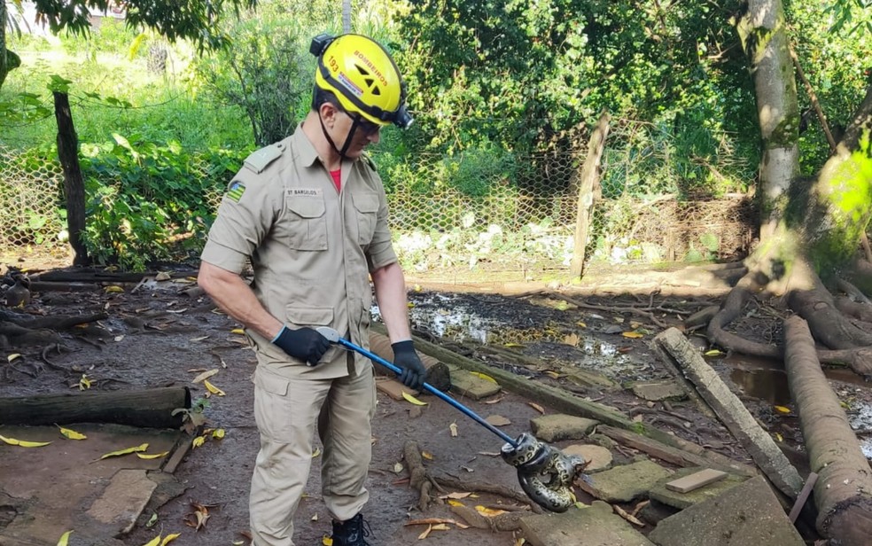 Bombeiros resgatam sucuri verde em quintal de casa em Goiás — Foto: Divulgação/Corpo de Bombeiros