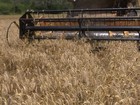 Excesso de trigo dificulta venda do grão produzido em lavouras do PR