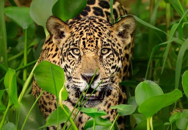 BBC- Conservacionistas lutam contra o crime organizado para proteger a espécie (Foto: Science Photo Library via BBC News Mundo)