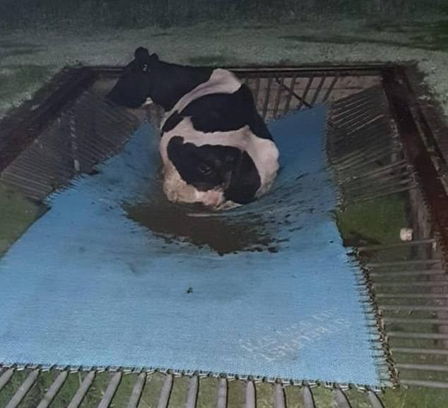 Australiana se assusta com vaca em cama elástica no quintal de casa (Foto: Reprodução)