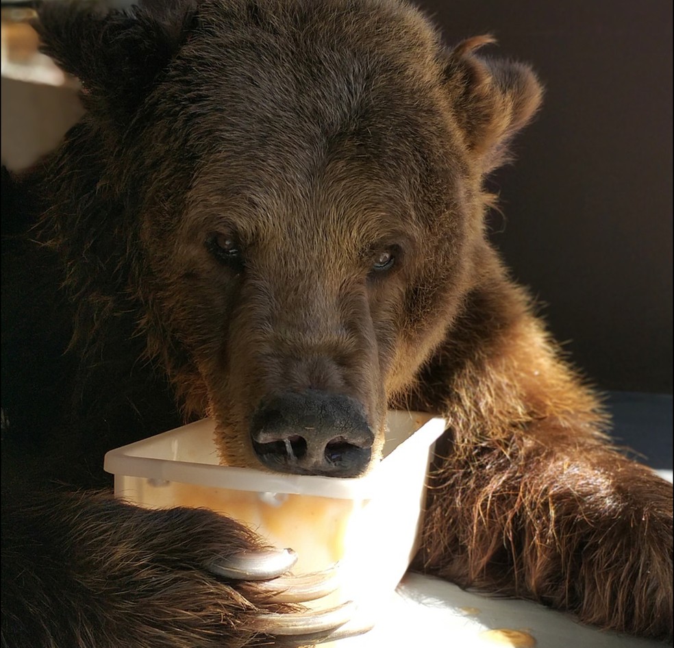 Ursa Mizar trata artrose em santuário de animais no interior de SP — Foto: Raquel Sturari/ Rancho dos Gnomos