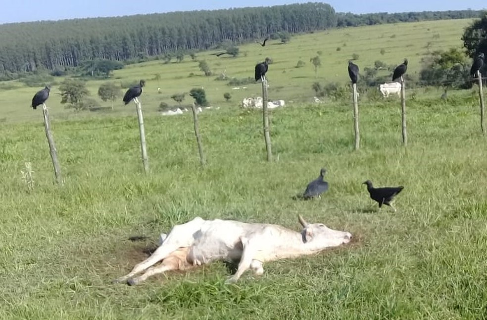 Polícia investiga maus-tratos e morte de gado deixado sem comida e água em fazenda de Avaí — Foto: Nature Vitae/Divulgação