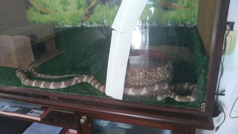Cobras apreendidas em Garça foram levadas para a APASS de Assis — Foto: Polícia Ambiental/Divulgação