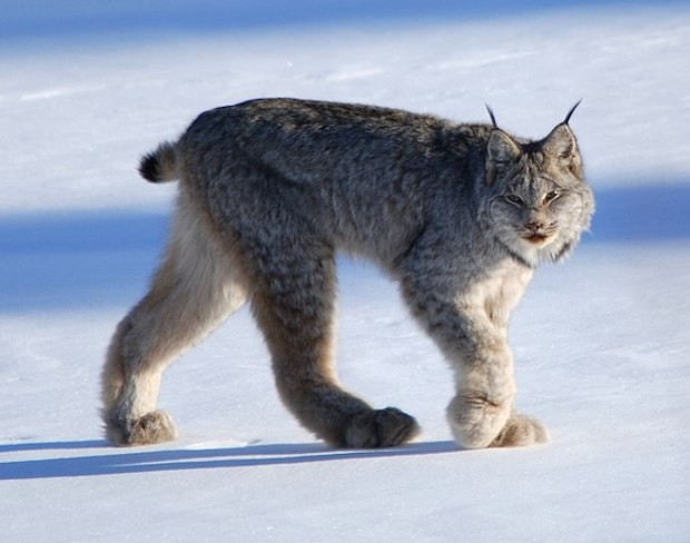 O lince-do-canadá está entre os felinos mais raros do mundo (Foto: Keith Williams / Wikimedia Commons / CreativeCommons)