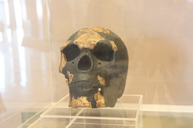 Reprodução do crânio de Omo-Kibish, no Museu das Civilizações Negras, em Dakar (Senegal) (Foto: Reprodução/Creative Commons)
