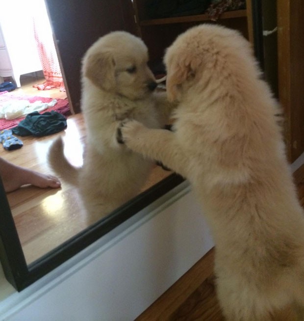 Foto mostra cãozinho se olhando pela primeira vez no espelho (Foto: Reprodução/Reddit/Ack18chs)