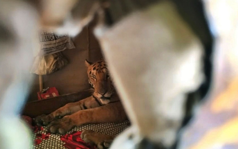 Tigre descansa em uma cama dentro de casa nos arredores Santuário Kaziranga, que ficou alagado, no estado de Assam, na Índia, na quinta-feira (18) — Foto: Samshul Ali, International Fund for Animal Welfare- Wildlife Trust of India via AP