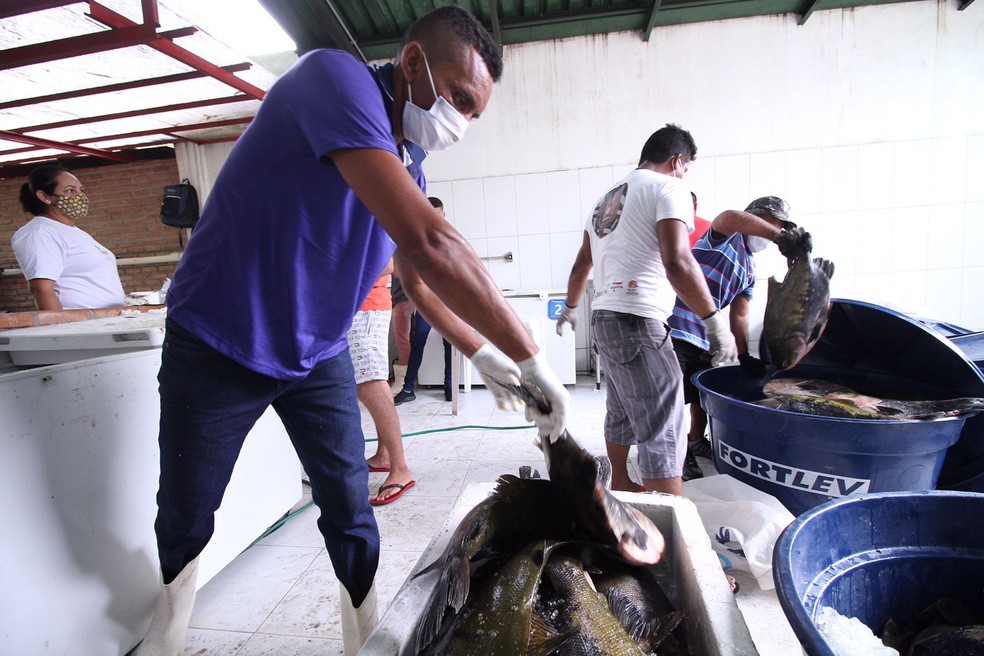 Feira do Tambaqui acontece até sexta-feira em Manaus — Foto: Divulgação