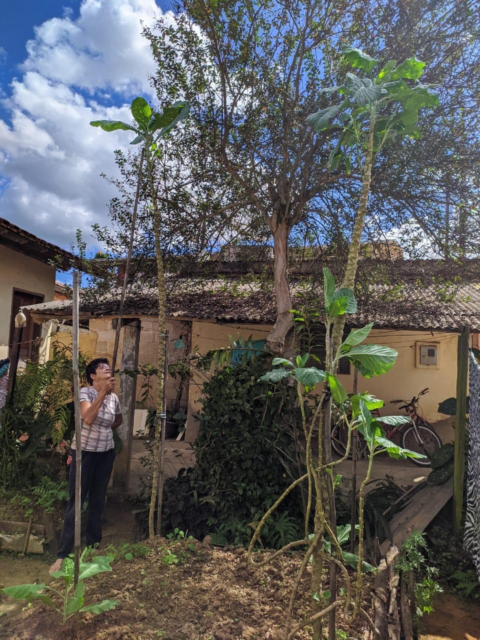 Pé de couve gigante no quintal de Maria Odet Milagre, em Piraúba (MG) (Foto: Arquivo pessoal)