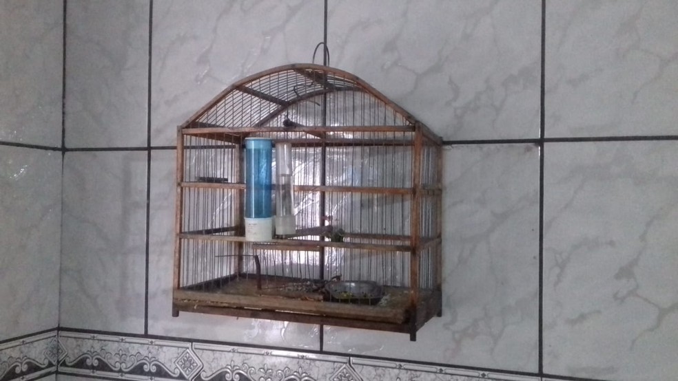 Aves eram mantidas irregularmente em cativeiro em Osvaldo Cruz — Foto: Polícia Militar Ambiental
