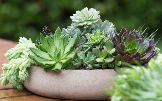 Guia para cuidar de plantas em casa (e as 10 mais simples de