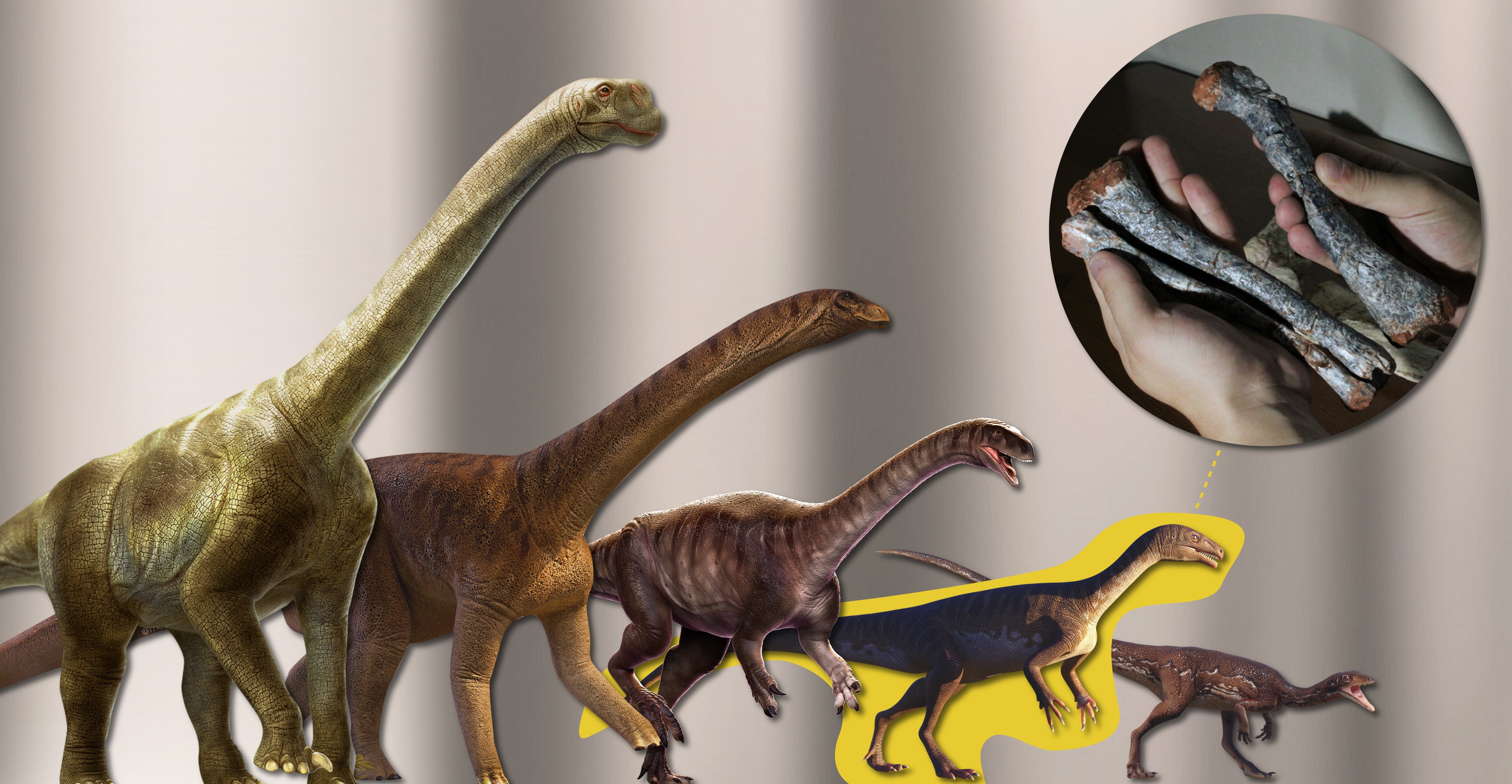 Ilustração representativa da evolução dos dinossauros sauropodomorfos (Foto: Divulgação)