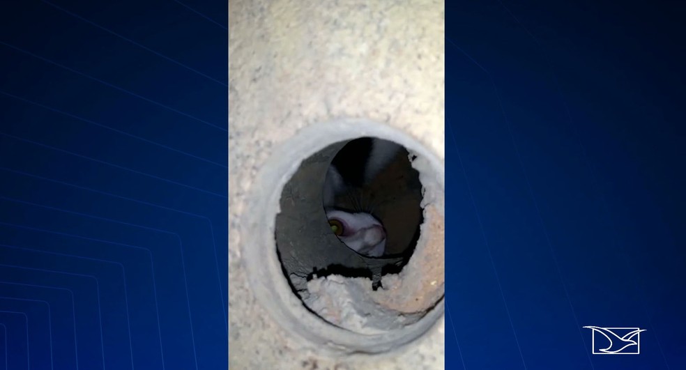 Gato está preso em galeria situada na Rua Grande no Centro Histórico de São Luís — Foto: Reprodução/TV Mirante