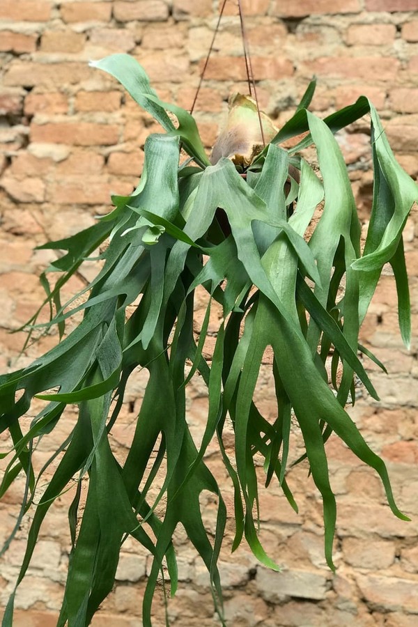 Chifre-de-veado: saiba todos os cuidados para ter essa planta em casa (Foto: Reprodução/Instagram @plantarium_green)