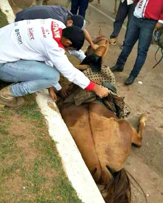 Projeto de lei quer endurecer punição a maus-tratos de cavalos