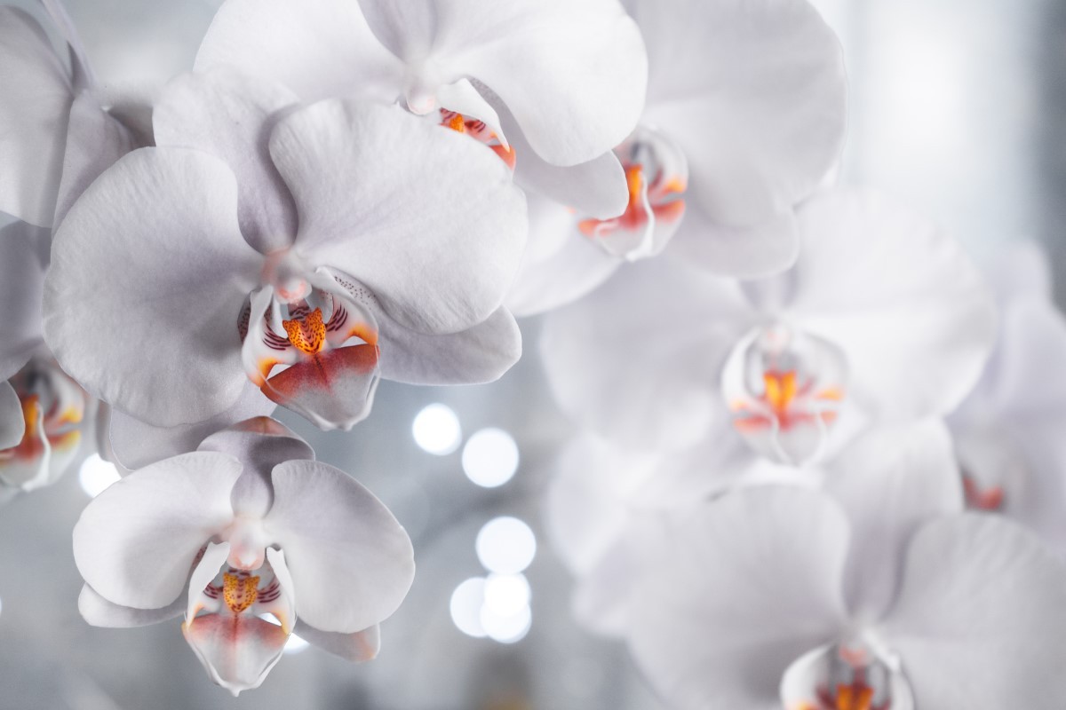 Phalaenopsis aphrodite: saiba como cultivar a orquídea borboleta - Casa e  Jardim | Flores