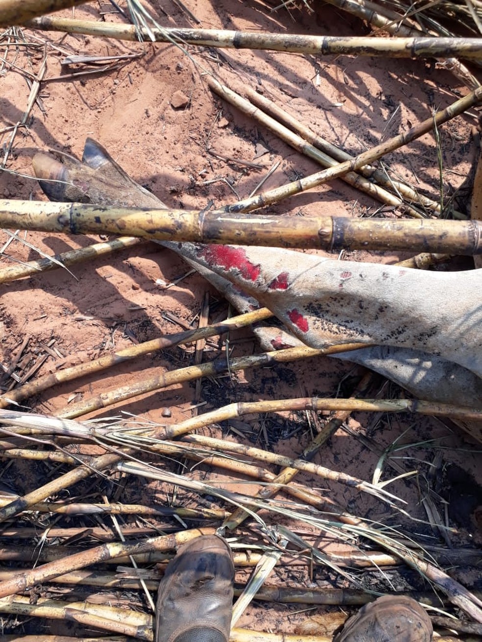 Animais morrem carbonizados em incêndio em Dracena — Foto: Irene de Oliveira/Cedida 